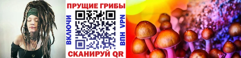 Галлюциногенные грибы Psilocybine cubensis  купить наркотики сайты  Катав-Ивановск 